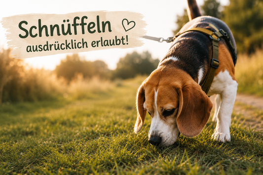 Hund schnüffelt beim Spaziergang im Gras – Nasenarbeit als natürliche Beschäftigung und mentale Auslastung für Hunde.