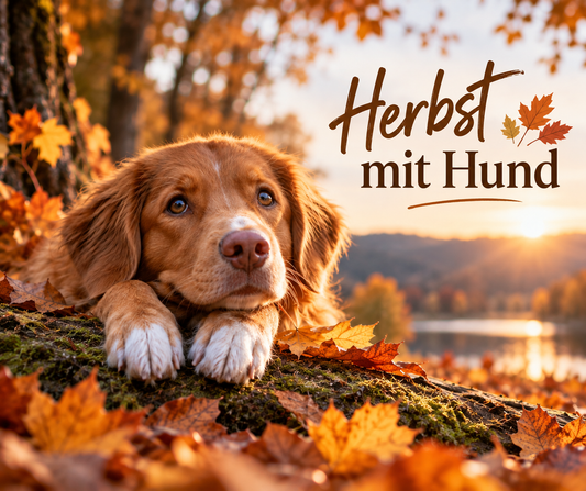 Hund liegt entspannt im herbstlichen Laub vor einer warmen Waldkulisse mit dem Schriftzug „Herbst mit Hund“.