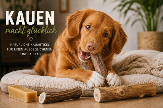 Ein Hund liegt entspannt auf einem Hundebett und kaut auf einem natürlichen Kauholz. Im Vordergrund liegen Yak-Kaukäse und Hirschgeweih als natürliche Kauartikel.