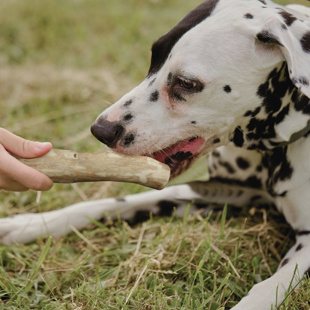 Kaffeeholz Kaustab mit Lachsöl - 3er Set-Hundespielzeug-Wildfang-