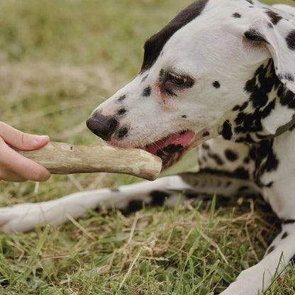 Kaffeeholz Kaustab mit Lachsöl - 3er Set-Hundespielzeug-Wildfang-