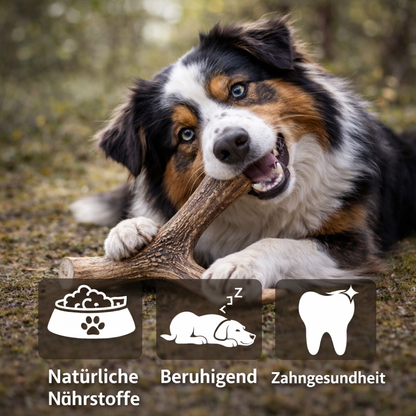 Kaugeweih Rothirsch mit Lachsöl-Hundespielzeug-Wildfang-
