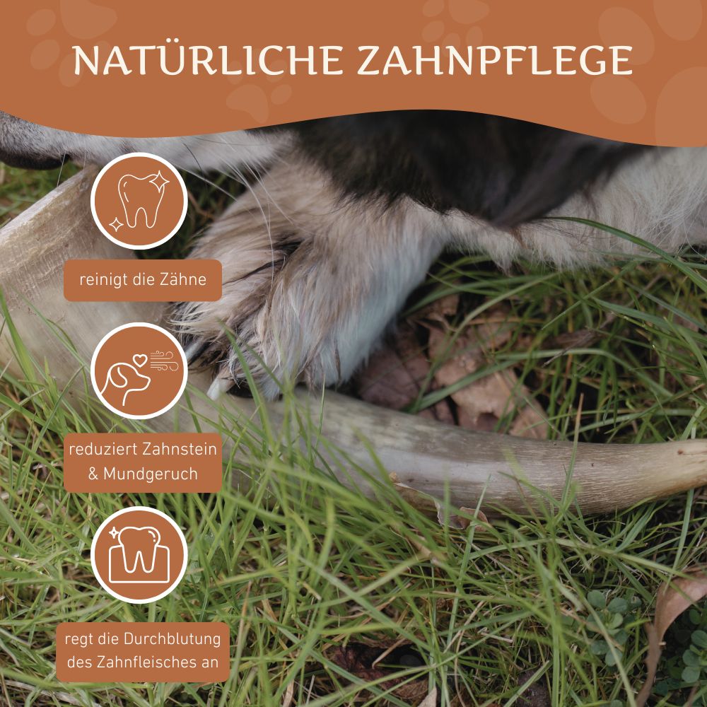 Kauhorn vom Rind-Hundespielzeug-Wildfang-