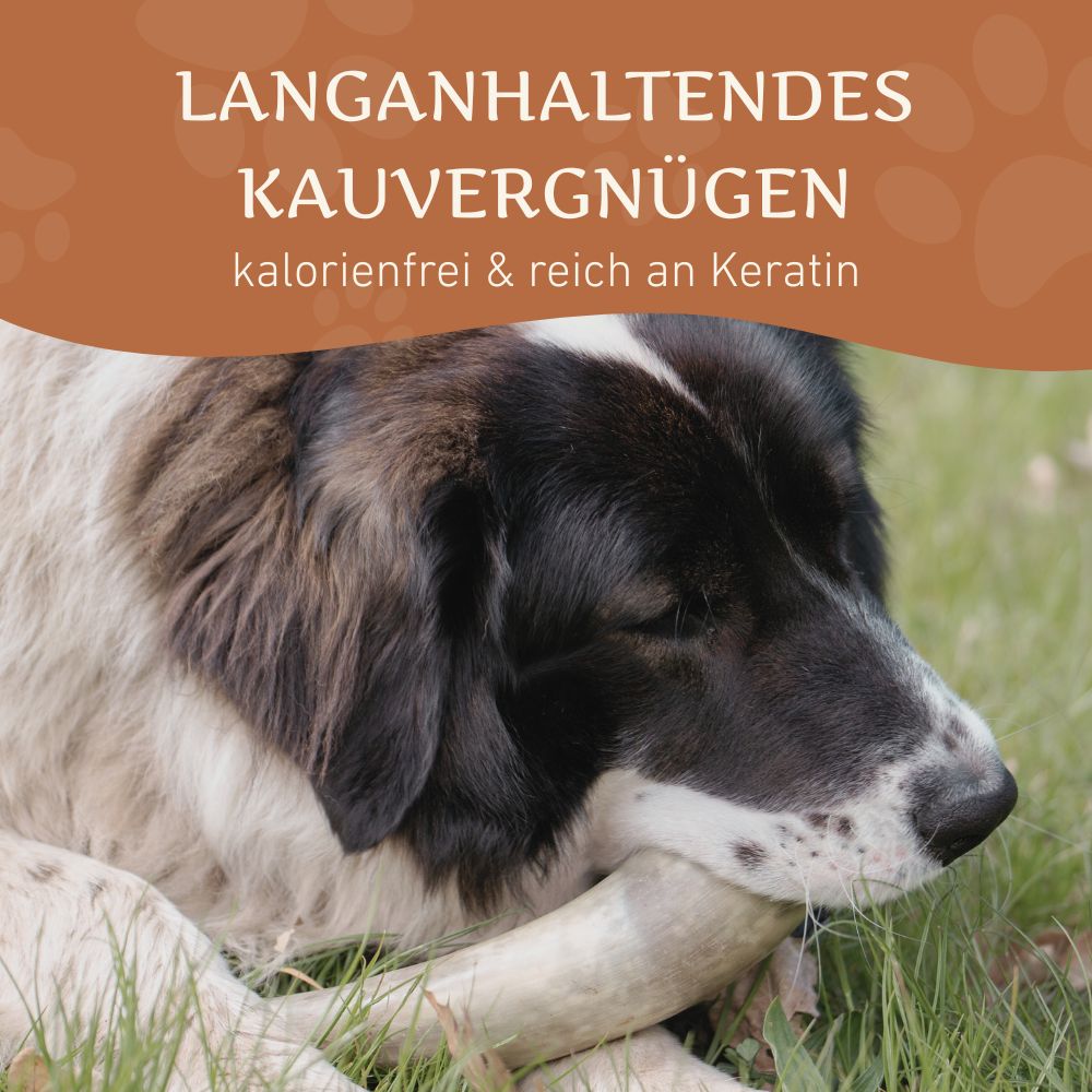 Kauhorn vom Rind-Hundespielzeug-Wildfang-