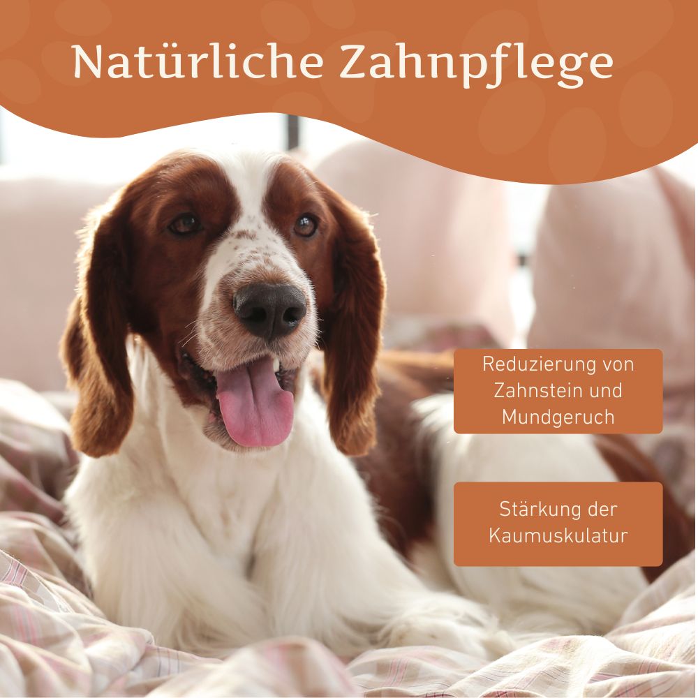 Kaukäse - Hartkäse Kaustab-Hundebedarf-Wildfang-