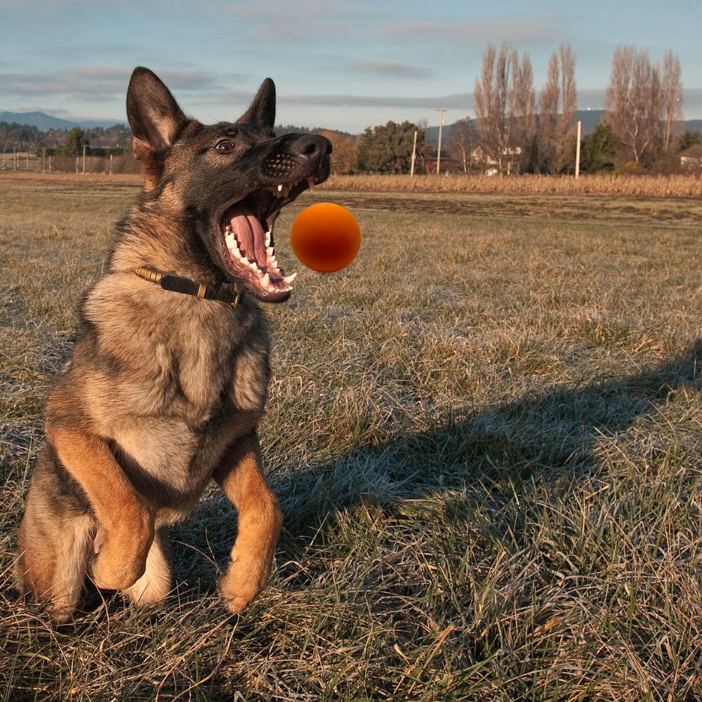 Flummiball "Fabius"-Hundespielzeug-Wildfang-