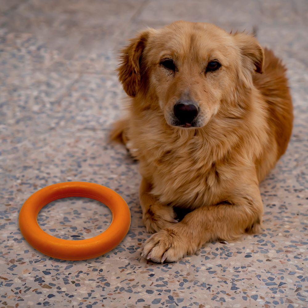 Kauring "Robin"-Hundespielzeug-Wildfang-