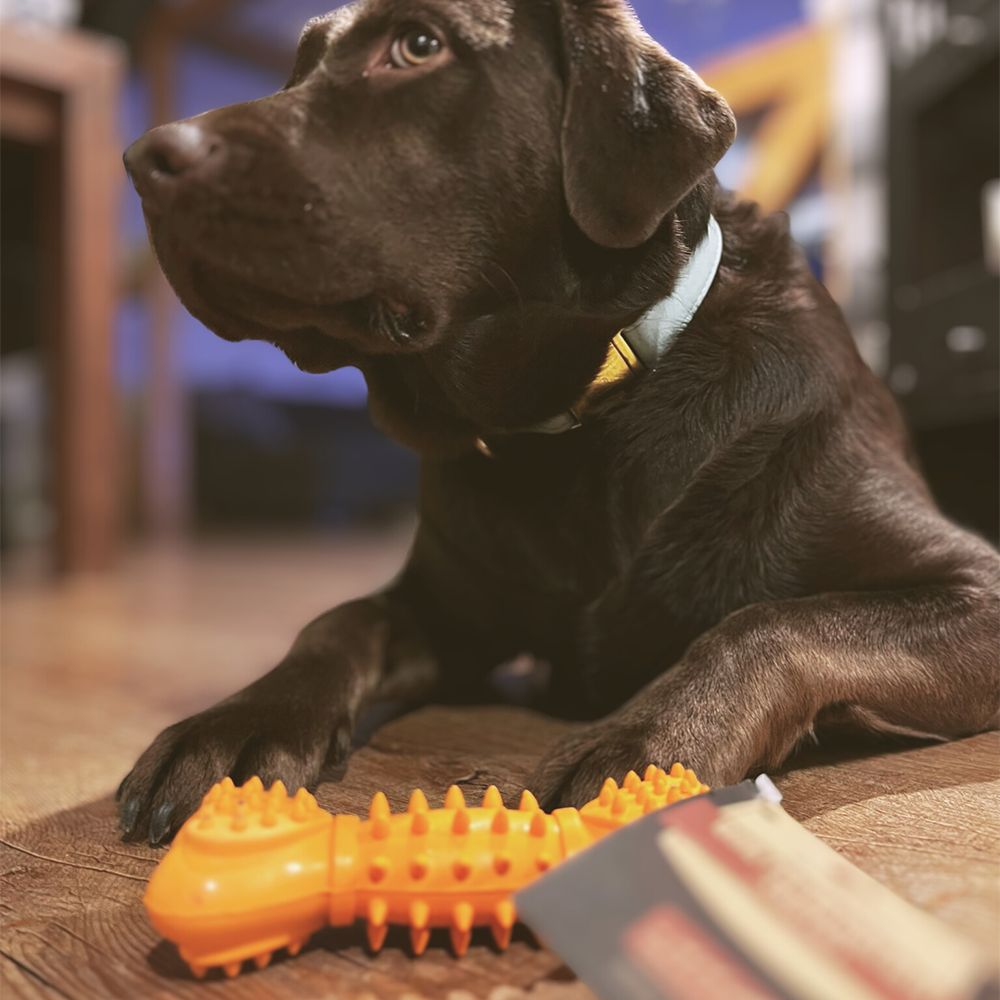 Quietschknochen "Kristoff"-Hundespielzeug-Wildfang-