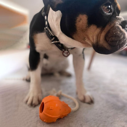 Wurfkürbis "Winnie"-Hundespielzeug-Wildfang-