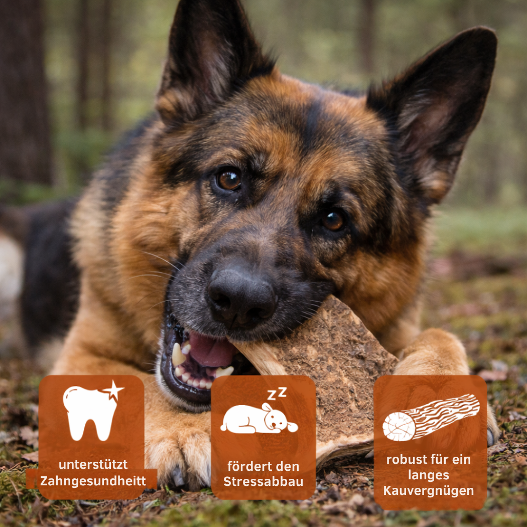 Kaustange vom Damhirsch-Hundespielzeug-Wildfang-