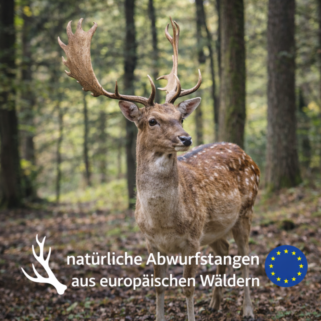Kaustange vom Damhirsch-Hundespielzeug-Wildfang-