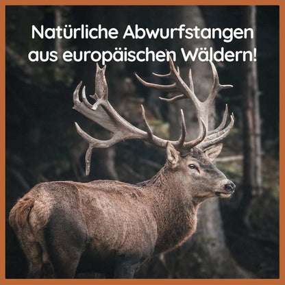 Kaugeweih Rothirsch mit Lachsöl-Hundespielzeug-Wildfang-