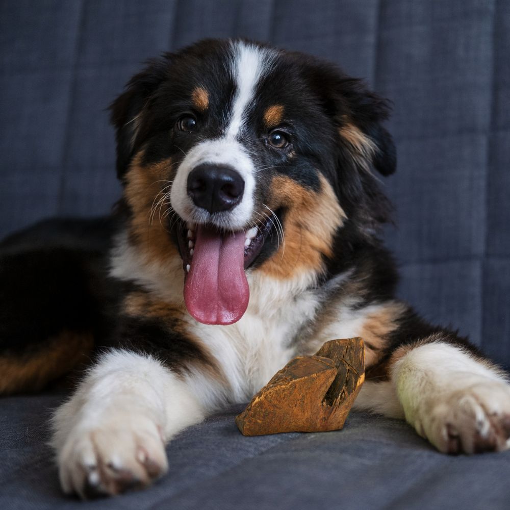 Kauwurzel aus Baumheide - 3er Set-Hundespielzeug-Wildfang-