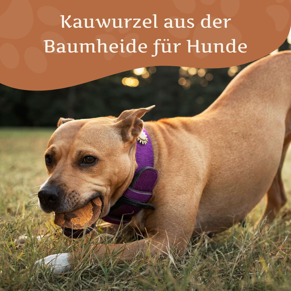 Kauwurzel aus Baumheide - 3er Set-Hundespielzeug-Wildfang-