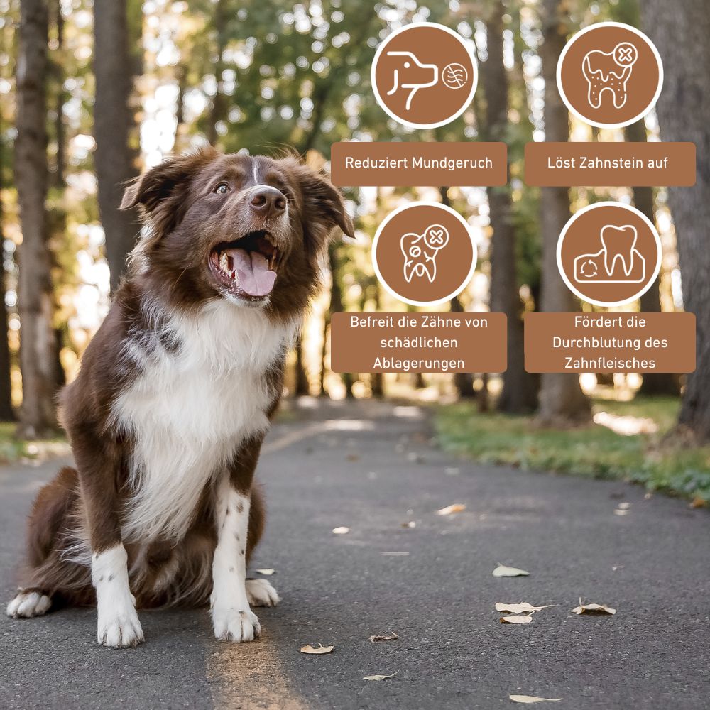 Olivenholz Kaustab - 3er Set-Hundespielzeug-Wildfang-