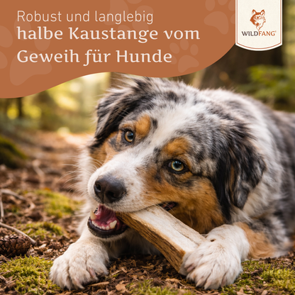 Rothirsch Kaugeweih - halbe Kaustange - 3er Set-Hundespielzeug-Wildfang-