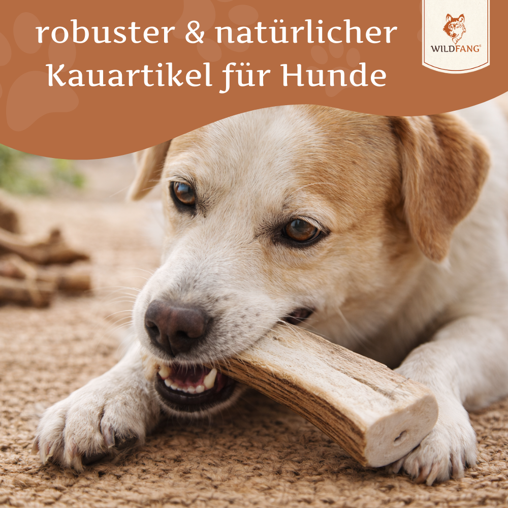 Rothirsch Kaugeweih - halbe Kaustange - 3er Set-Hundespielzeug-Wildfang-