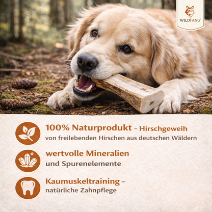 Rothirsch Kaugeweih - halbe Kaustange-Hundespielzeug-Wildfang-